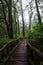 Wood walking way in hill evergreen forest of Doi Inthanon National Park Thailand