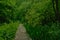 Wood walkway through a dense forest wilderness in the flemish countryside