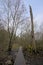 Wood walkway  thorugh a bare winter forest flemish countryside