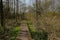 Wood walkway thorugh a swamp in a sunny forest in the flemish countryside