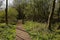 Wood walkway thorugh a swamp in a sunny forest in the flemish countryside