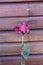 Wood wall with single pink rose already withered