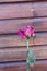 Wood wall with single pink rose already withered