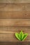 Wood wall Texture and leaves for Background for your work