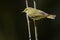 Wood Warbler