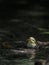 Wood Warbler near small stream in dark forest