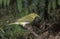 Wood warbler, Phylloscopus sibilatrix