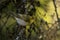 Wood warbler, Phylloscopus sibilatrix as a summer migrant bird, perching in an old Estonian boreal forest.