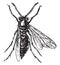 Wood wasp, vintage engraving