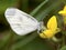 Wood White, Boswitje, Leptidea sinapis