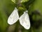 Wood White, Boswitje, Leptidea sinapis