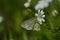 Wood white butterfly on a greater stitch wort white flower