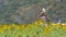 Wood wind turbine in field of yellow sunflowers.