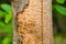 Wood worm corridors under a bark of pine tree. Imprint of the bark beetle under the bark of the tree