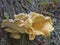 Wood yellow mushroom