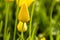 Woodburn Oregon Tulip Fields