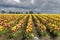 Woodburn Oregon Tulip Fields