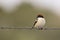 Woodchat Shrike on Barbed Wire Under Low Light