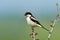 The woodchat shrike (Lanius senator)