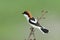 Woodchat shrike ( Lanius senator )