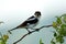 The woodchat shrike (Lanius senator) perched on branch