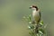 Woodchat Shrike Lanius senator perched on a olive branch