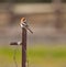 A Woodchat Shrike on a metal post