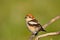 Woodchat shrike perched on a branch.