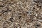 Woodchip background