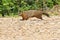 Woodchuck In Action Running On Path