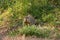 Woodchuck Eating Greens in Woodland Clearing