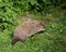 Woodchuck eating weeds in the wilderness