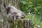 Woodchuck Family Snuggling on a Stump