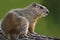 Woodchuck (Marmata monax)