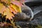 Woodchuck Marmota monax Dozes in Log with Autumn Leaves