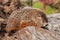 Woodchuck (Marmota monax) Faces Right