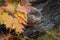 Woodchuck Marmota monax in Log Behind Autumn Leaves