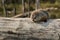Woodchuck (Marmota monax) Looks Out from Atop Log