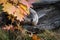 Woodchuck Marmota monax Looks Out From Leaves Autumn