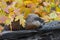 Woodchuck Marmota monax Lounges on Log with Autumn Leaves