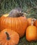 Woodchuck and pumpkins