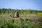 A woodchuck with two cubs looks out of the hole. Sunny summer day. Field with herbs. Cute steppe animals