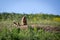 A woodchuck with two cubs looks out of the hole. Sunny summer day. Field with herbs. Cute steppe animals