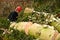 Woodcutter in action on the ground with chainsaw in denmark