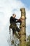 Woodcutter in action in a tree in denmark