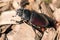 Woodcutter beetle large insect