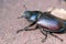 Woodcutter beetle large insect