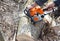 Woodcutter hands with petrol chainsaw cutting fallen tree