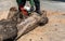 Woodcutter saws tree with chainsaw on sawmill