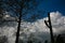 Woodcutter silhouette on the top of a tree in action in denmark